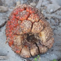 Pandanus odorifer (Forssk.) Kuntze